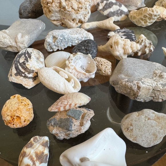 Kids Science Discovery Investigation Assorted Seashell Rocks Collection - Picture 2 of 3
